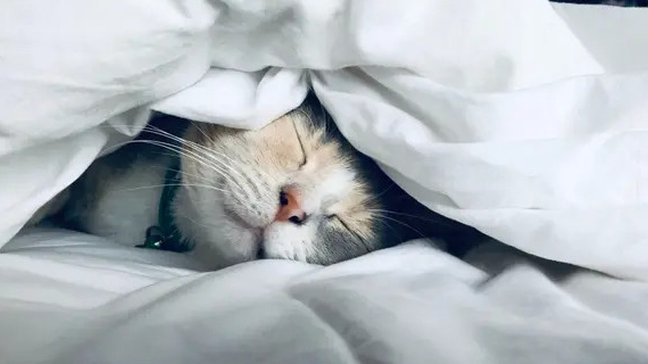 Ilustrasi wanita memeluk kucing kesayangan (Sumber: Pexels/alina skazka)