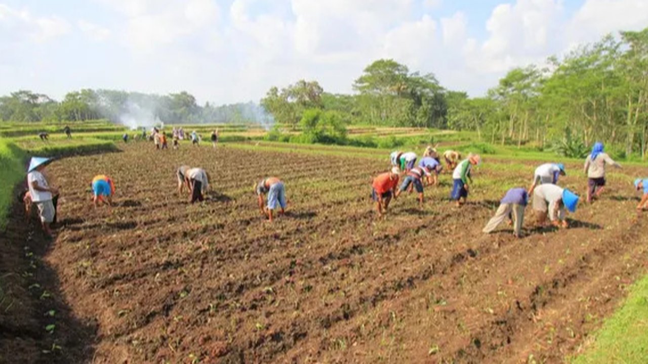11 Hari Prabowo Jadi Presiden, Kesejahteraan Petani Meningkat 0,38 Persen, Ini Datanya