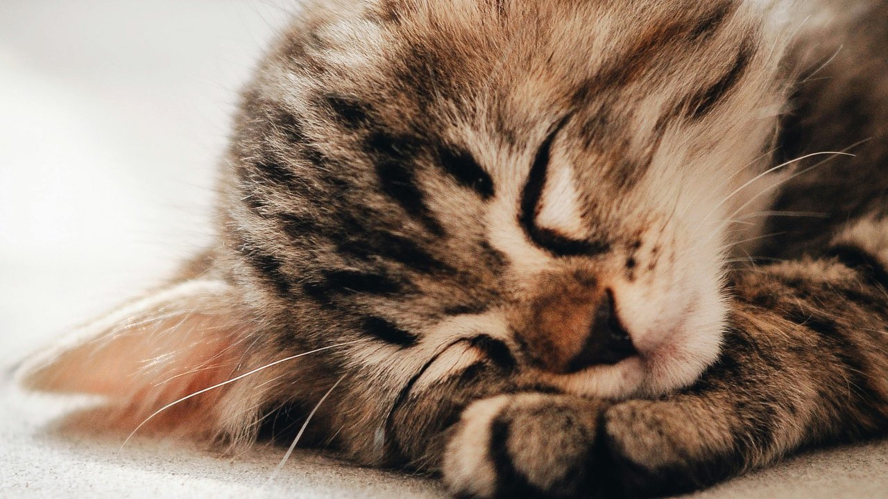 10 Fakta Unik Kucing yang Menarik Diketahui, Pernah Dianggap Sebagai Dewa