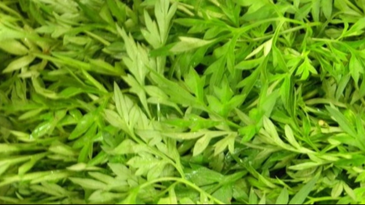 8 Manfaat Daun Kenikir untuk Kesehatan, Bisa Tambah Nafsu Makan - Sehatkan Jantung