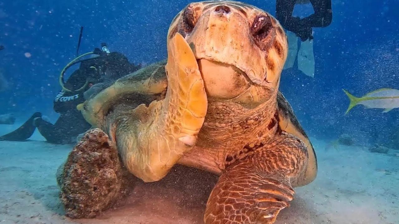 Pose Lucu Penyu Ini Bikin Netizen Gemas