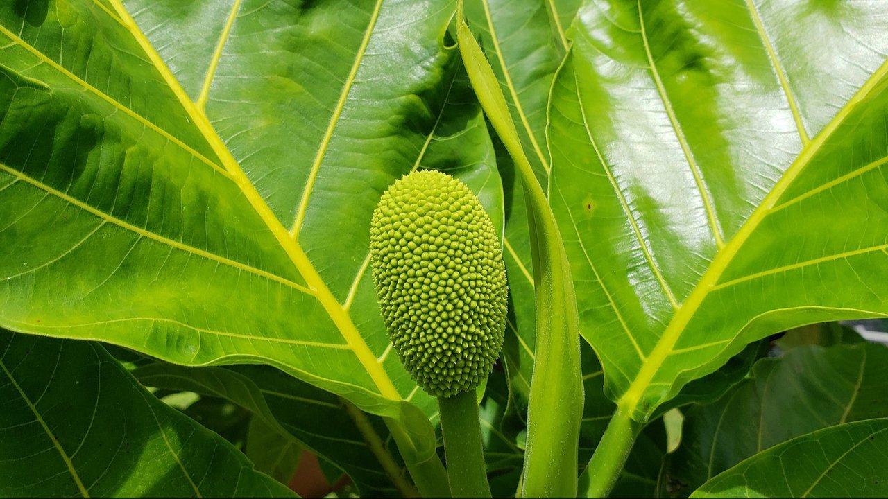 daun sukun (sumber: Pixabay)