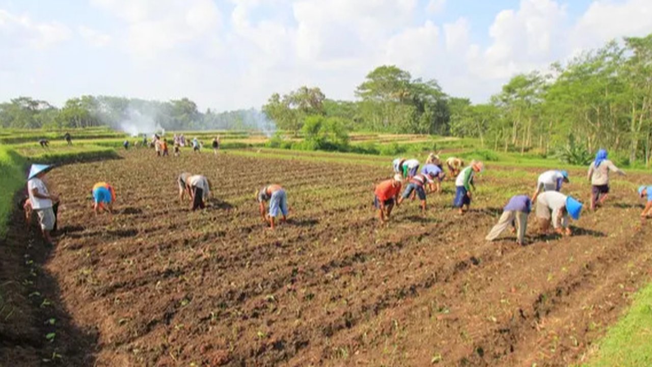 Petani Tembakau (Foto:Liputan6.com/Dian Kurniawan)