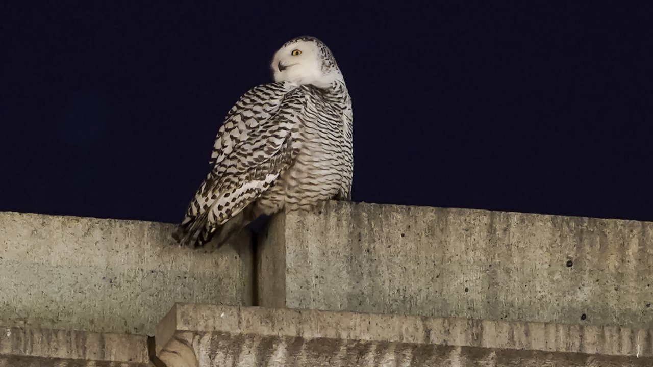 Seekor burung hantu salju yang langka mencari mangsanya di atas Union Station di Washington, Selasa (11/1/2022). Burung hantu salju tersebut memikat para pengamat burung yang ingin melihat sekilas hewan itu. (AP Photo/Carolyn Kaster)