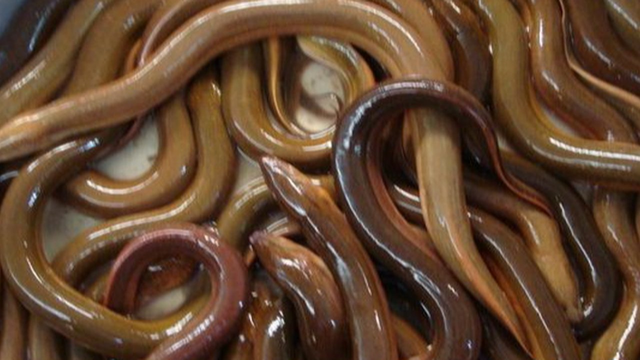 Ilustrasi belut.