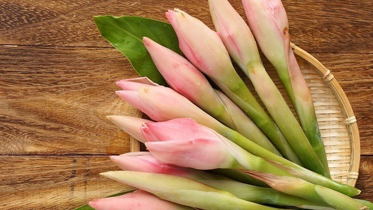 Ilustrasi kecombrang.