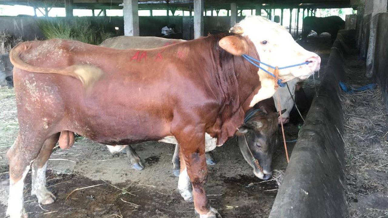 Ilustrasi sapi ternak (Hermawan Arifianto/Liputan6.com)