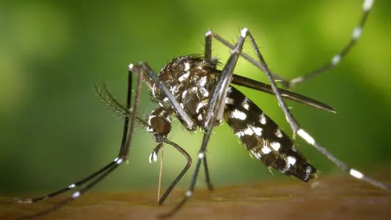 Nyamuk Berbakteri Wolbachia Tak Hanya Turunkan Kasus Dengue tapi Juga Zika hingga Chikungunya. Foto: jcomp from Freepik.