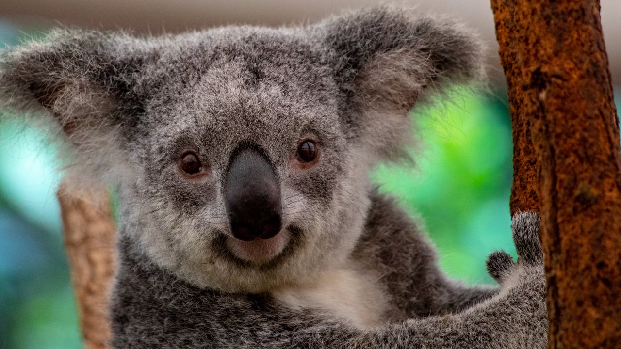 Sepasang Suami Istri Ini Kaget, Ada Koala di Kamar Tidurnya