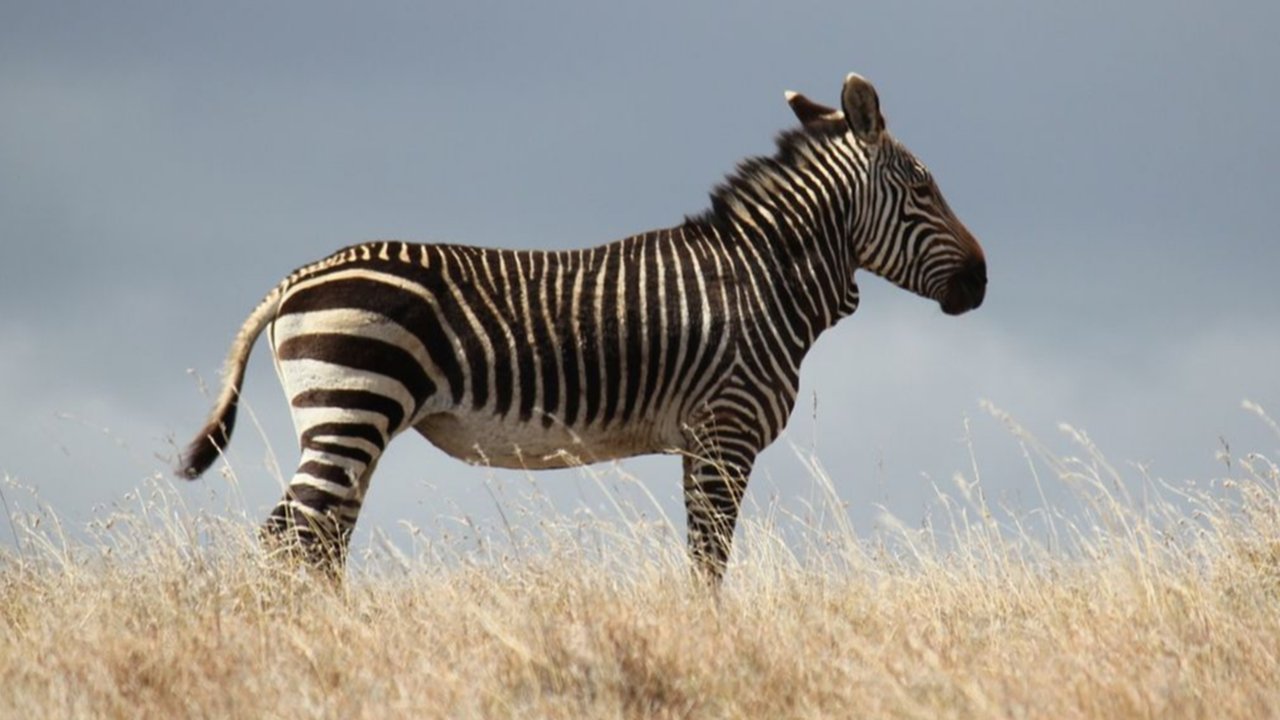 zebra