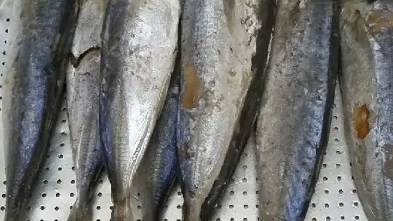 Ilustrasi ikan pindang.