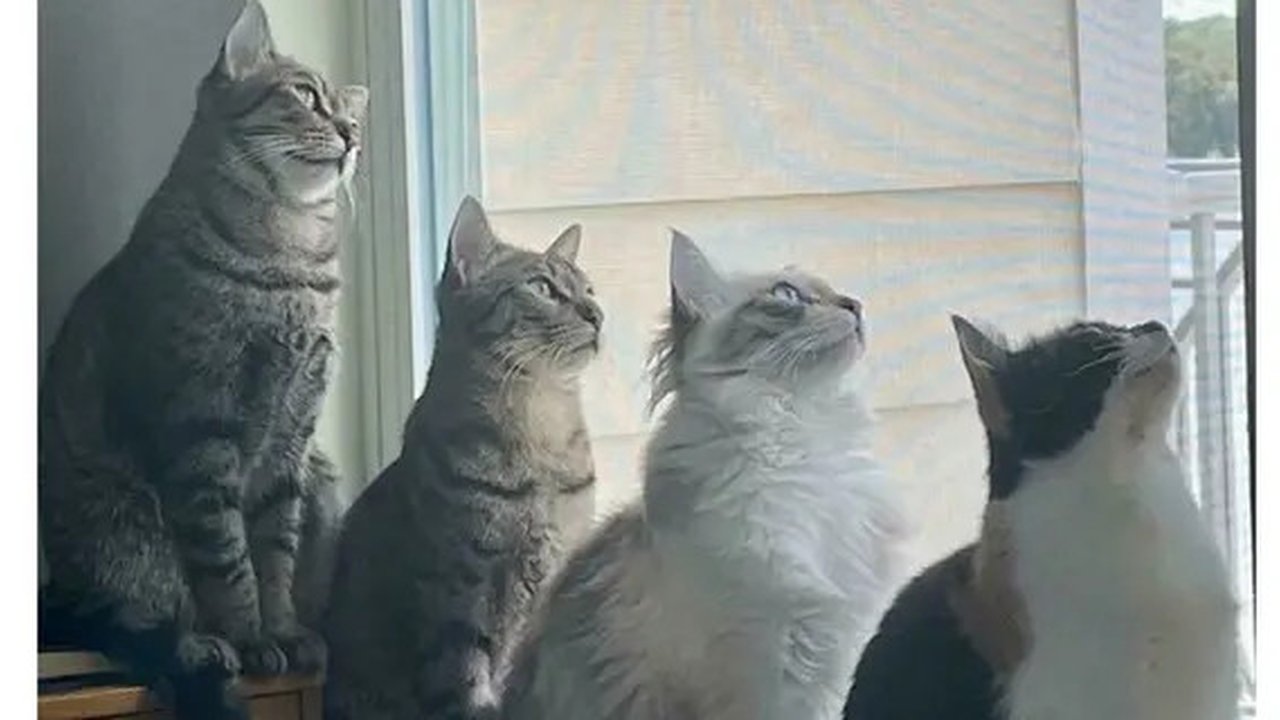 Potret lucu geng kucing lagi kepo tetangga, kompak melongok ke pintu dan jendela. (sumber: Reddit/Chrisaudi27t/toscanius via Bored Panda)