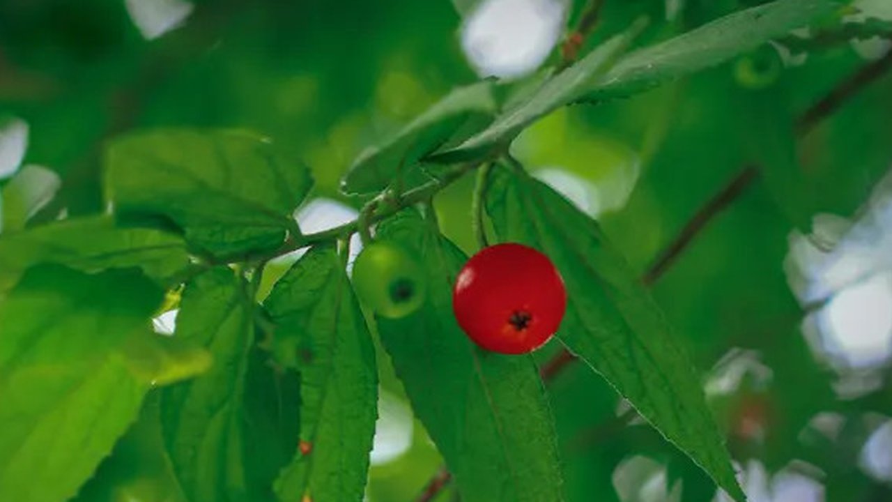 Ilustrasi daun kersen | Ibrahim Hasan dari Pexels