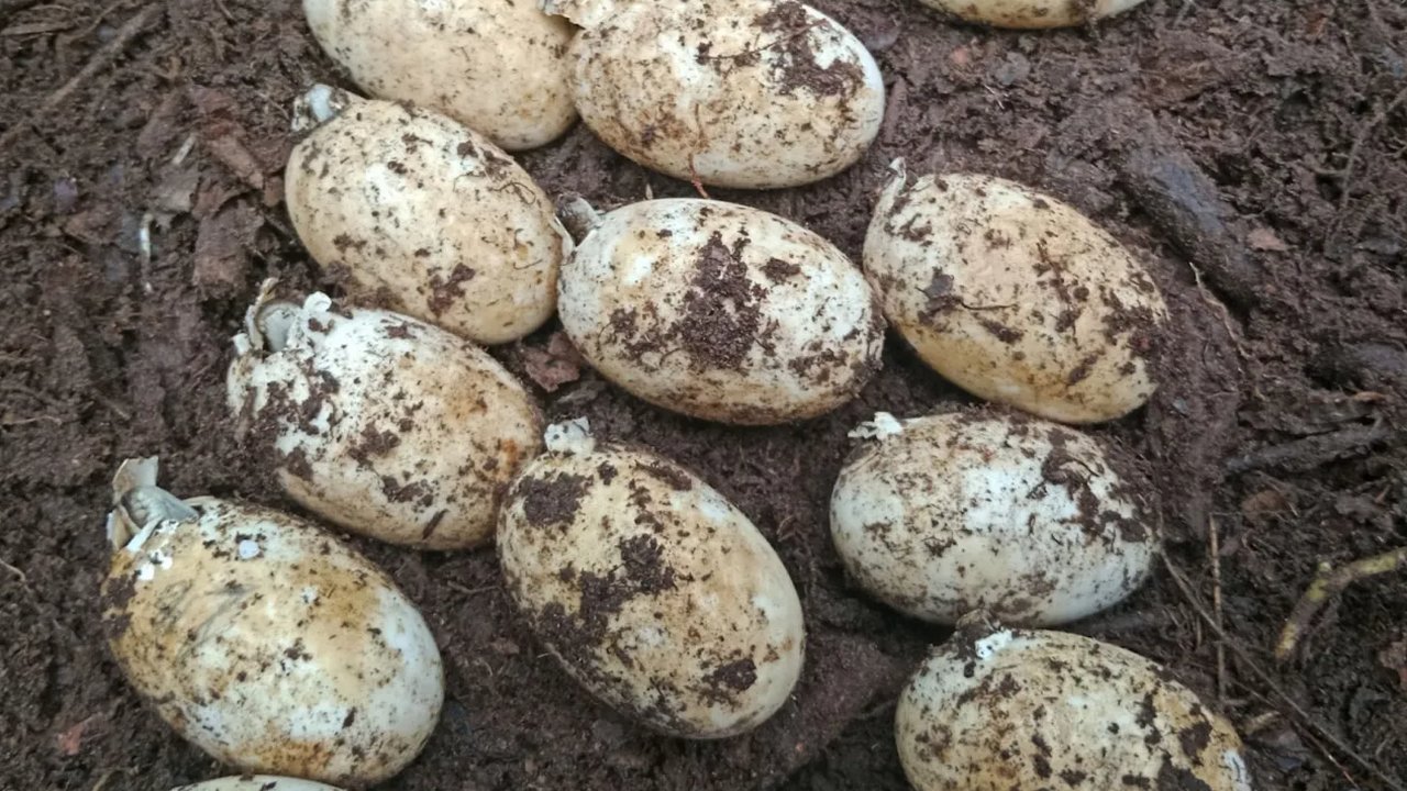 telur buaya siam