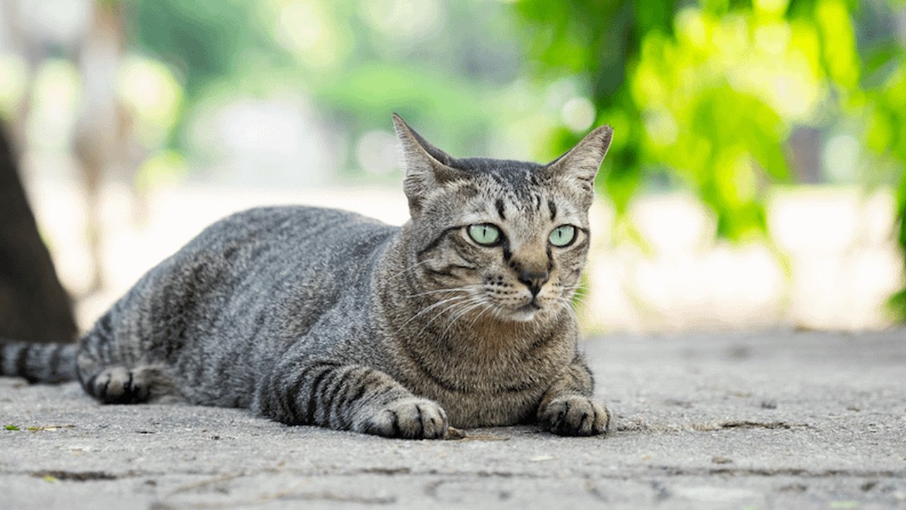 Ilustrasi Kucing Moggy