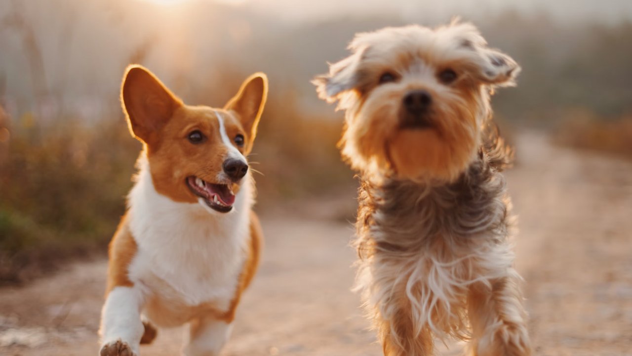 Anjing Kesayangan Keluarga Raja Ini Terpaksa Disuntik Mati, Penyebabnya Bikin Sedih