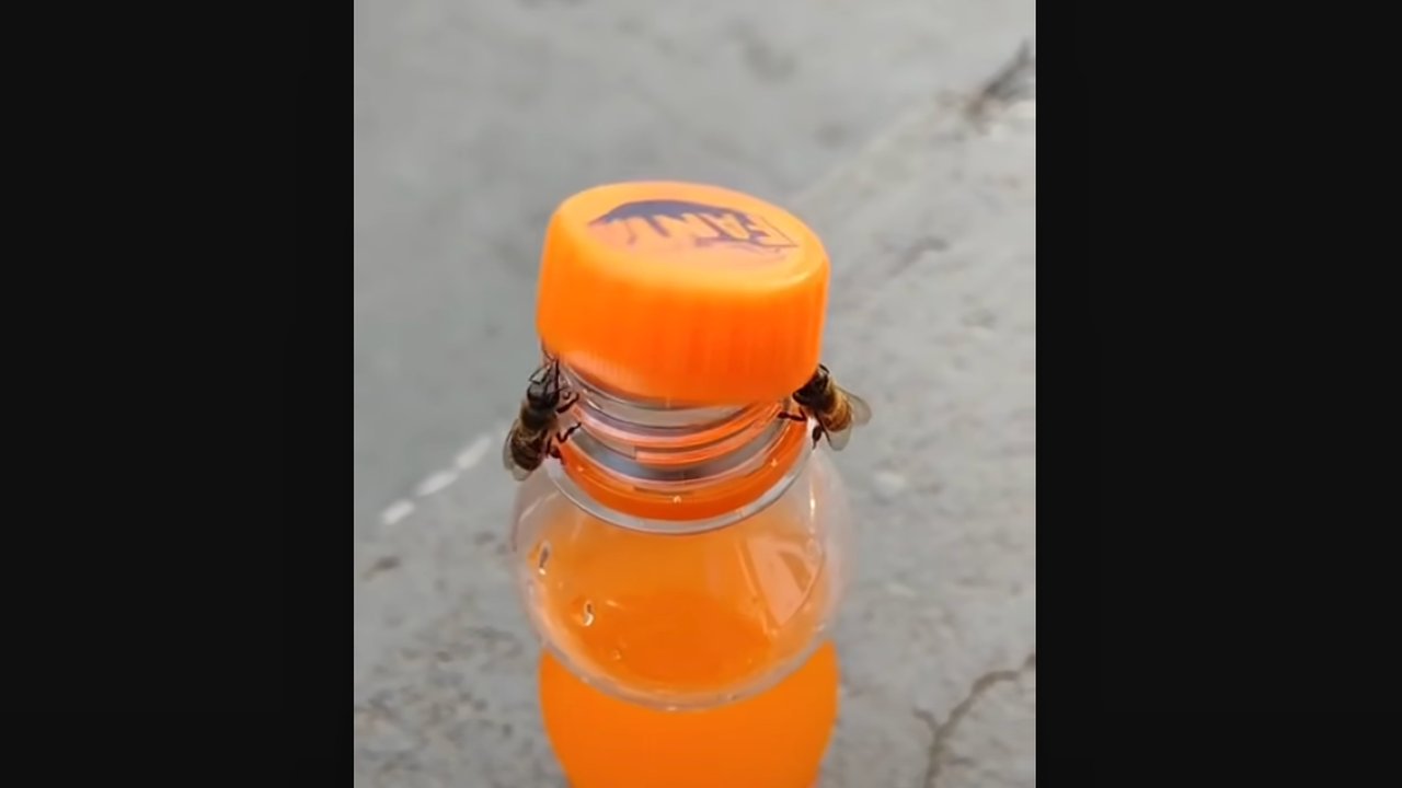 Viral 2 Ekor Lebah Bisa Buka Tutup Botol, Ini Videonya