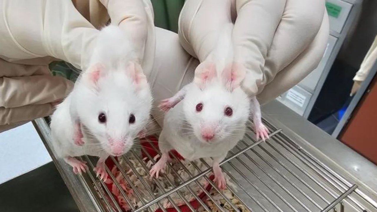 Tikus sebelah kiri dengan mata hitam hasil 'ciptaan' ilmuwan.