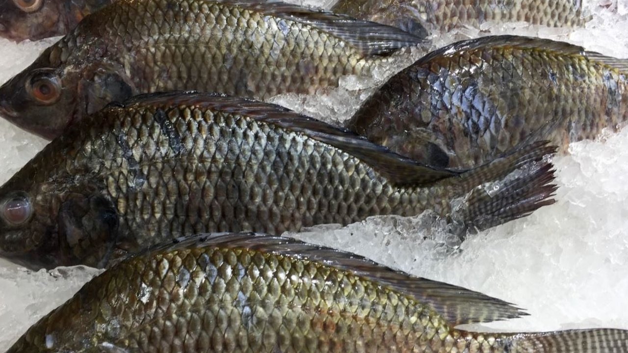 Ikan nila.