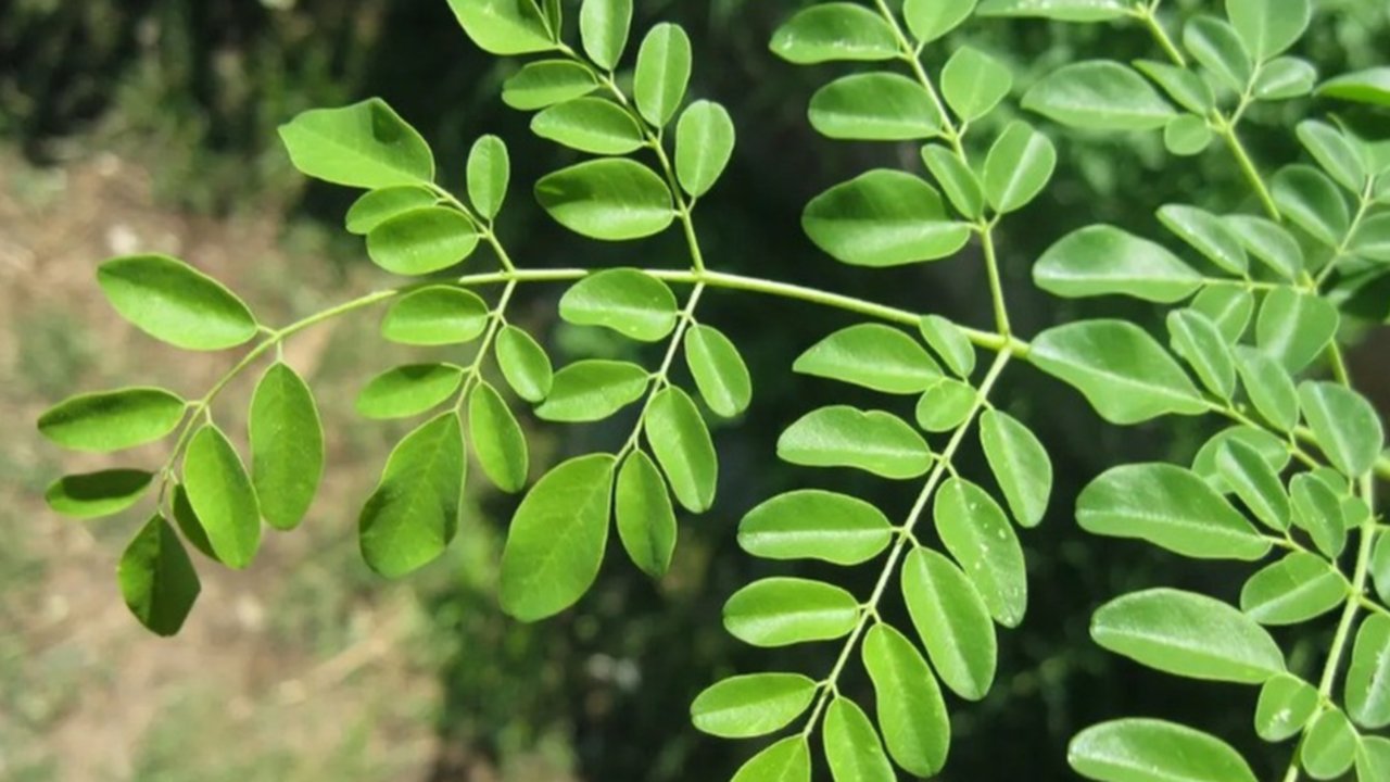 Daun Kelor (Sumber: paulsober.wordpress.com)
