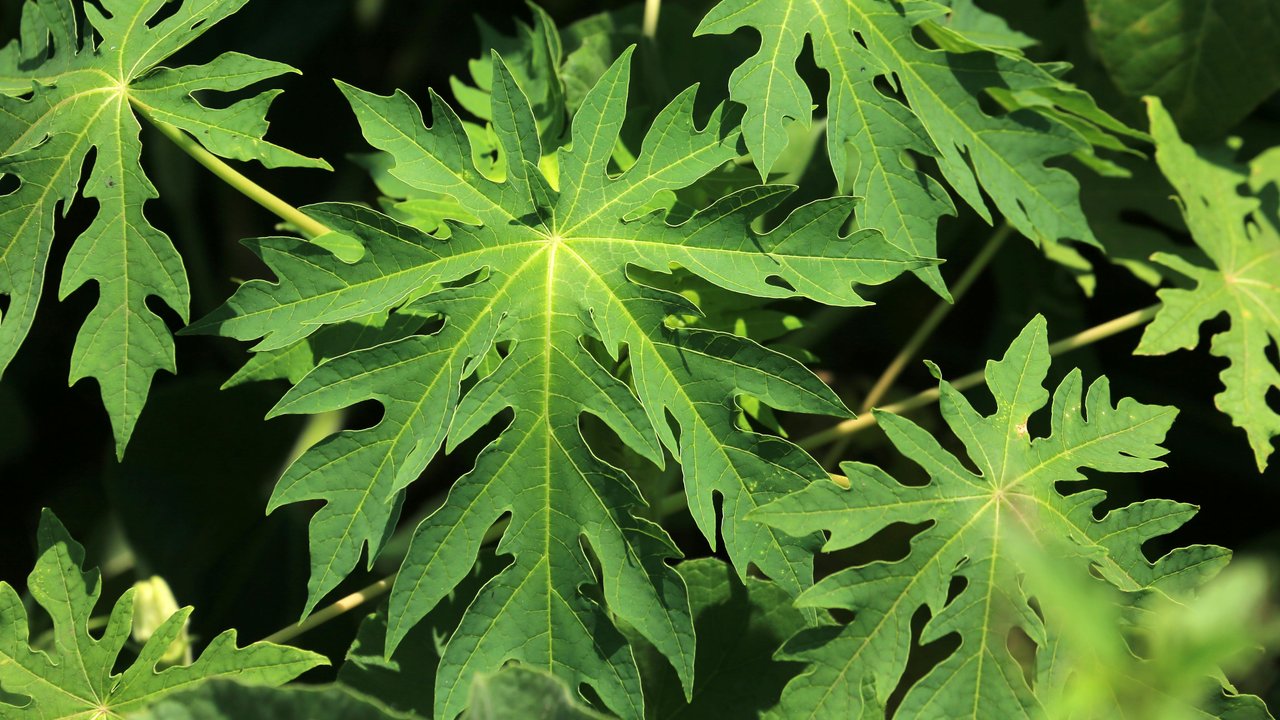 Ternyata Begini Cara Menghilangkan Pahit Pada Daun Pepaya, Resepnya Wajib Dicoba!