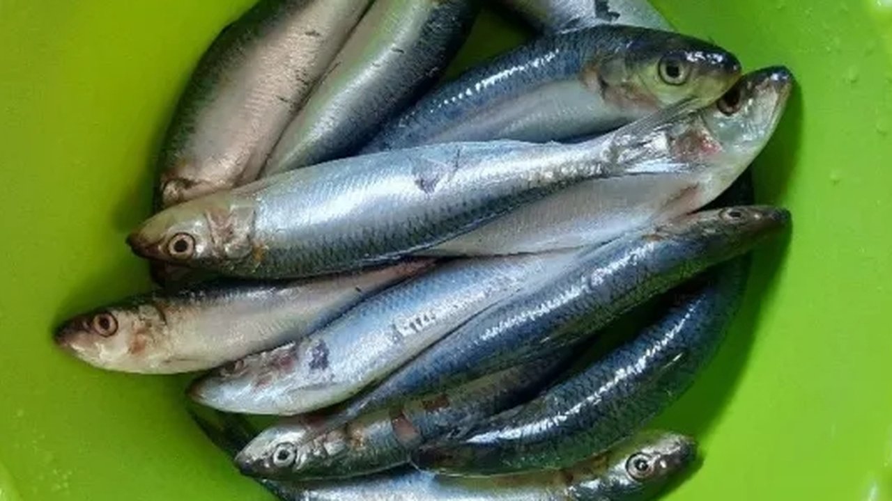 Ikan Lemuru pengganti ikan salmon dengan harga murah dan kandungan gizi tak kalah lengkap