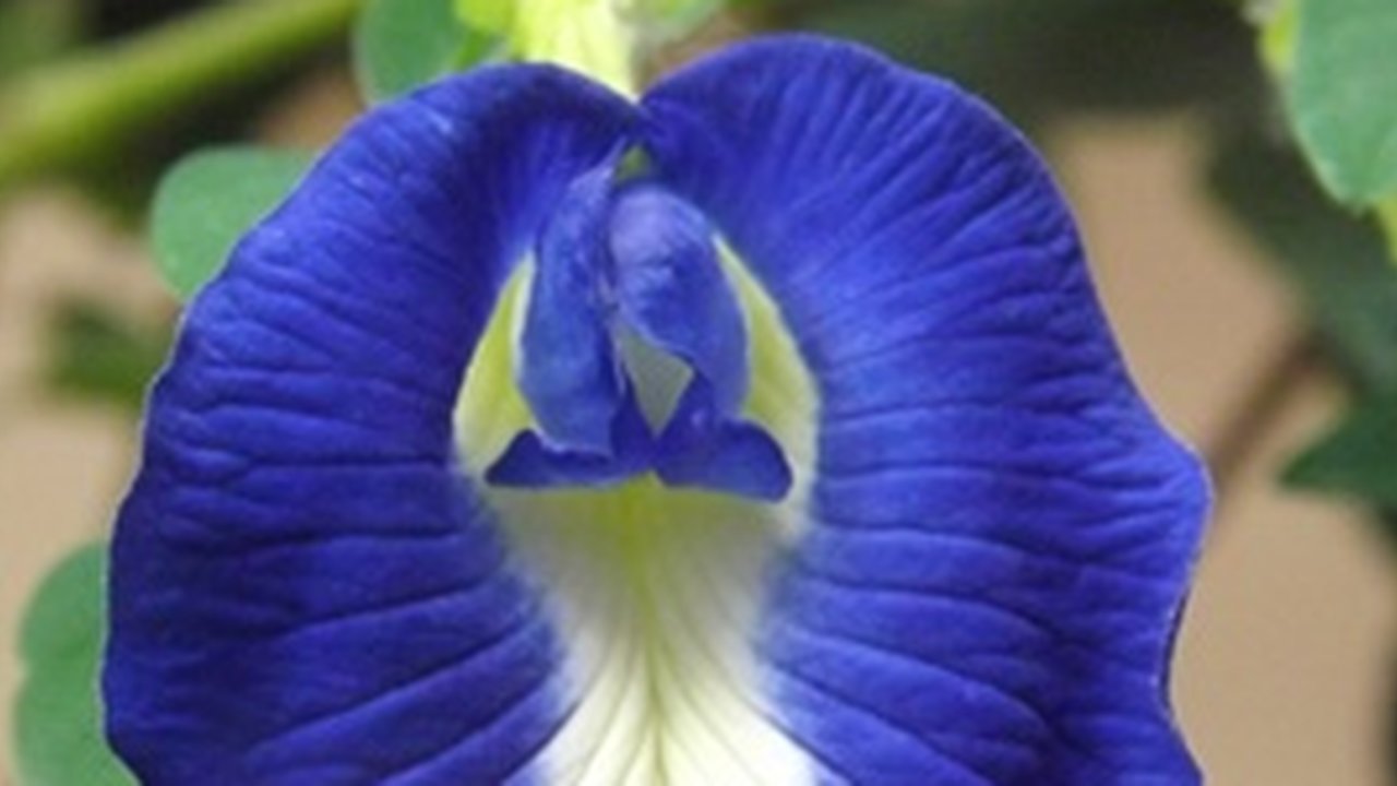 17 Manfaat Bunga Telang untuk Kesehatan Tubuh, Kaya Antioksidan - Atasi Rasa Cemas