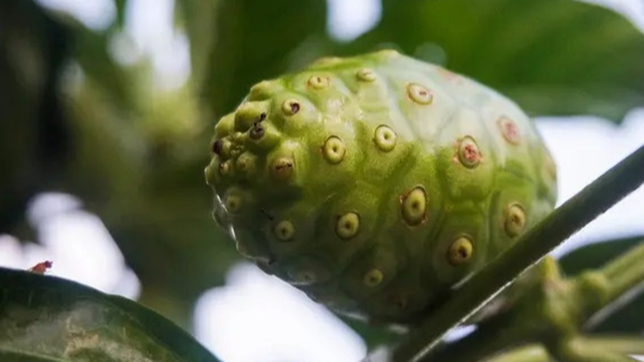 Ilustrasi Buah Mengkudu//copyright pexels/iman santoso