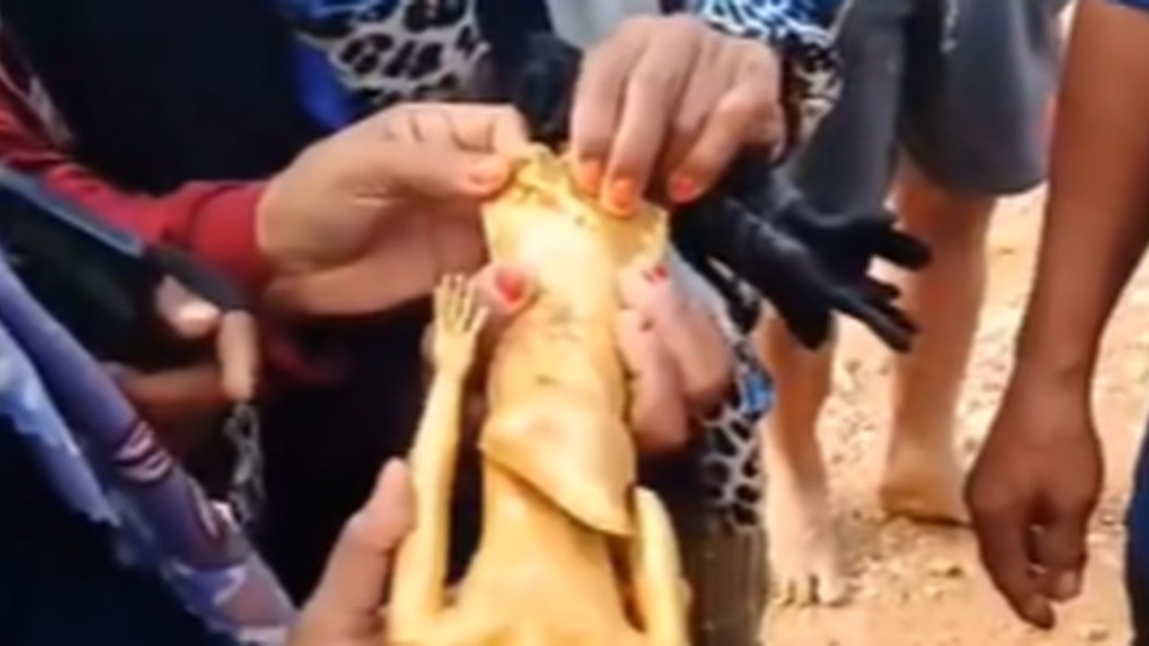 Pria Ini Temukan Patung Emas di Area Perkebunan Sawit