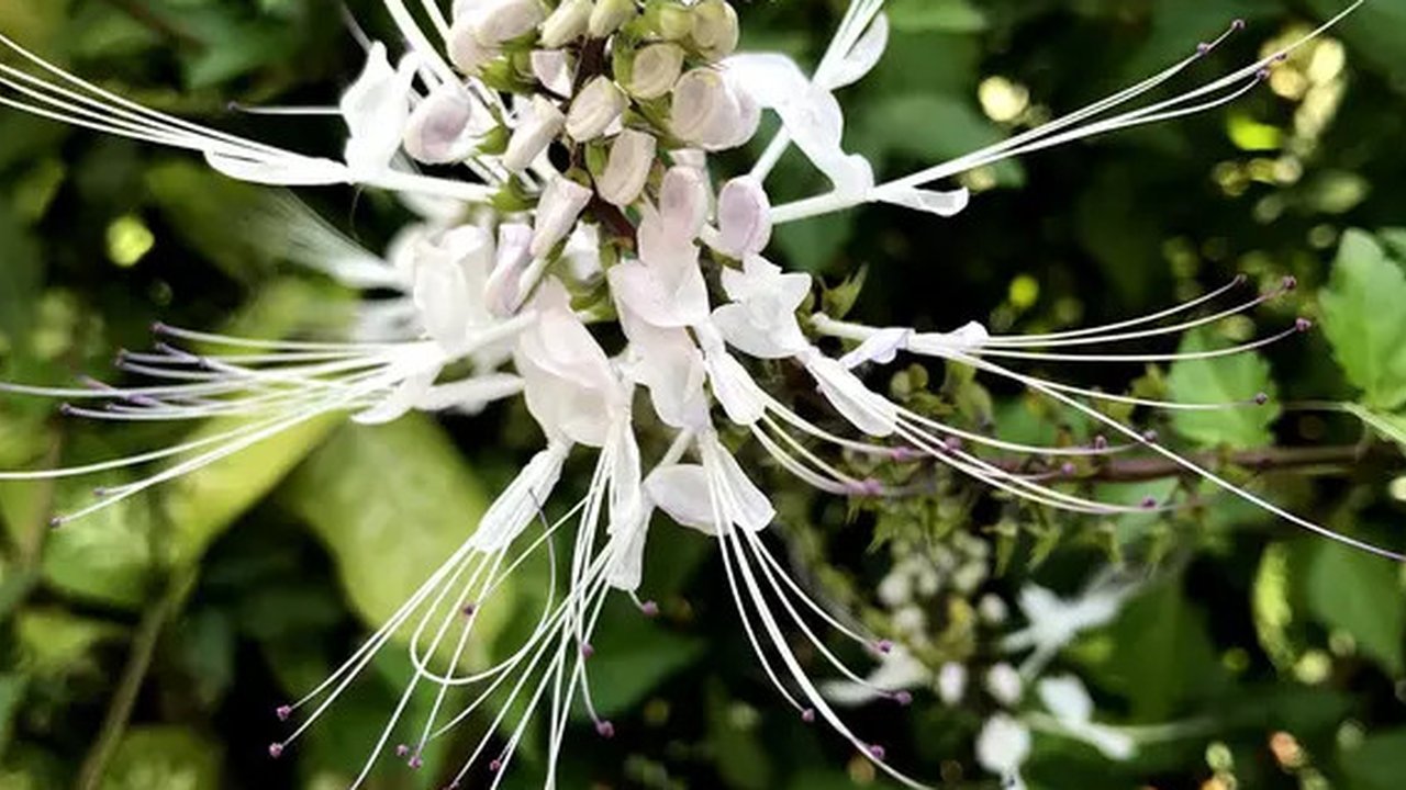 Manfaat Tanaman Kumis Kucing Untuk Kesehatan (Sumber: Pixabay)