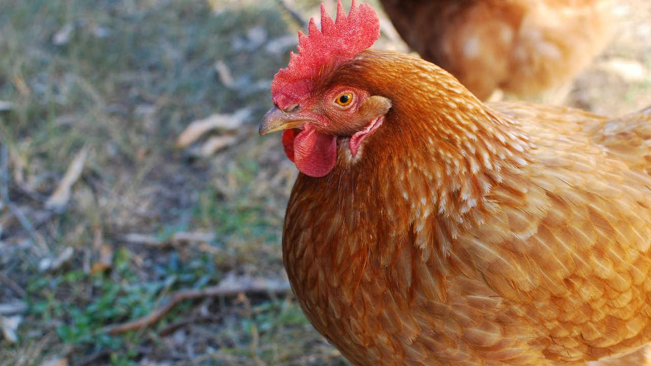 Ilustrasi daging ayam. (Foto: iStockphoto)