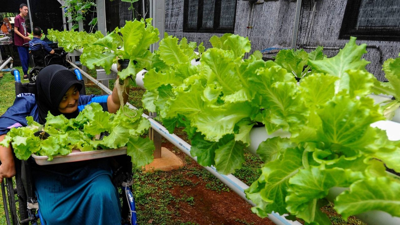 FOTO: Semangat Penyandang Difabel Panen dan Jual Sayuran Hasil Kebun Hidroponik