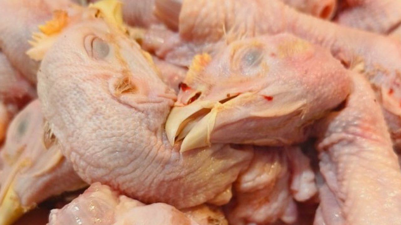 Ilustrasi kepala ayam.