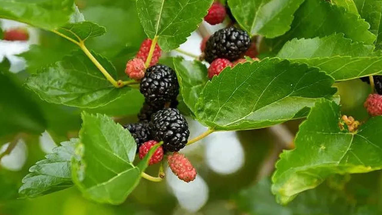 Foto tanaman Murbei (Sumber: Pinterest/Yates Gardening)