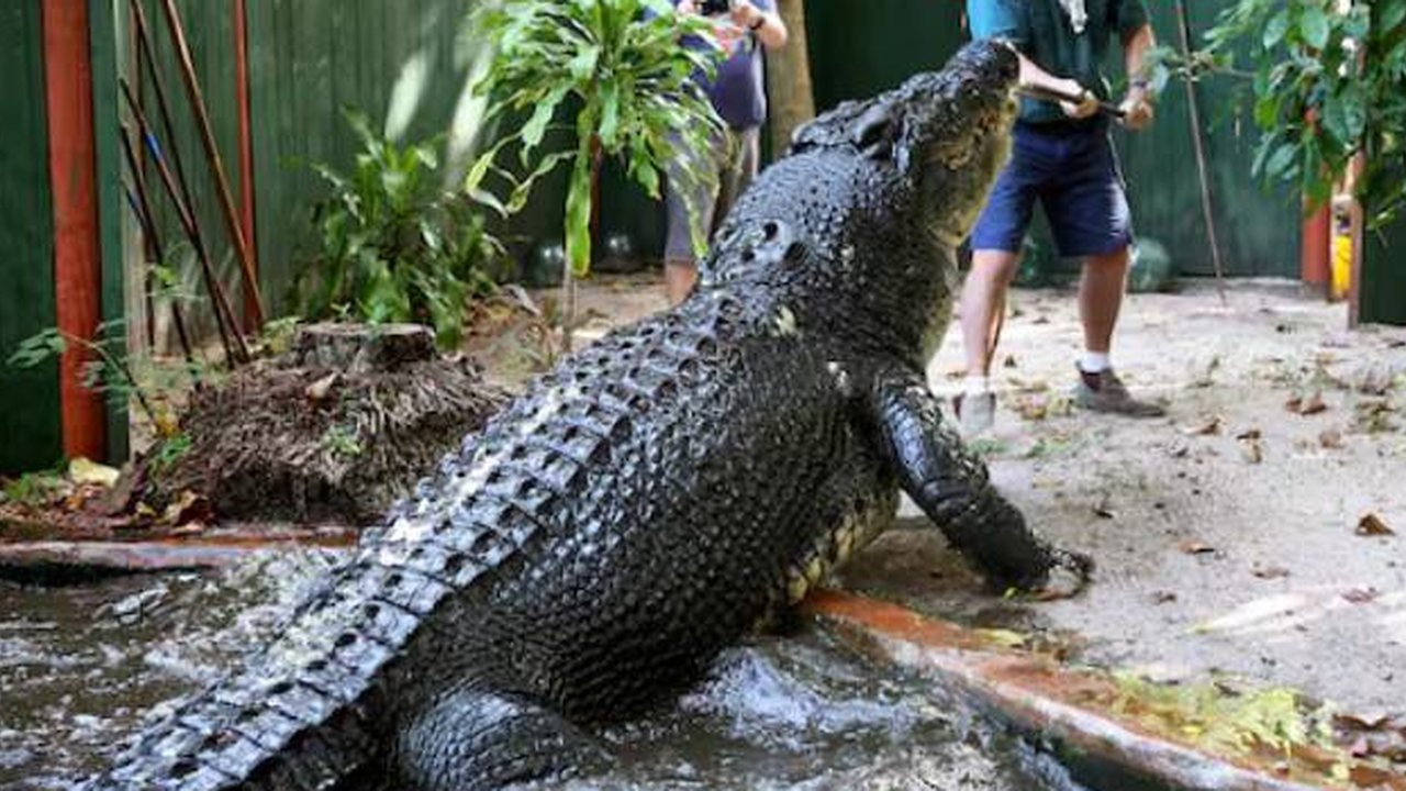 buaya terbesar di penangkaran