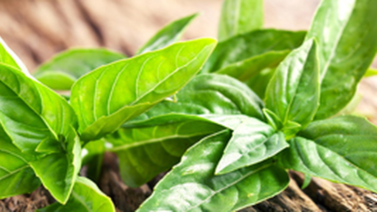 Kemangi. (foto: Pinterest/TheAsian Parent).