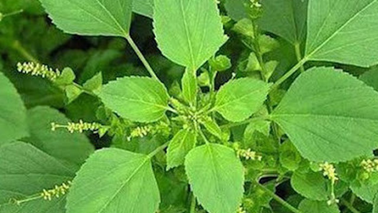 Daun anting-anting
Credit: STIKES Rajekwesi Bojonegoro