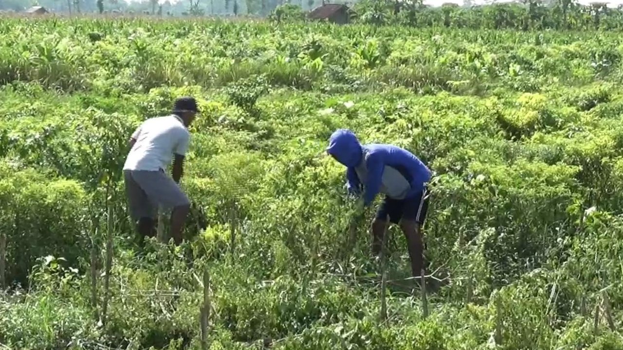 Petani Cabai Babat Tanaman Siap Panen
