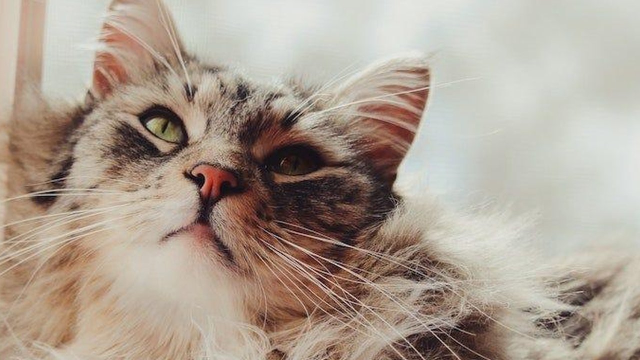 Ilustrasi Kucing Moggy
