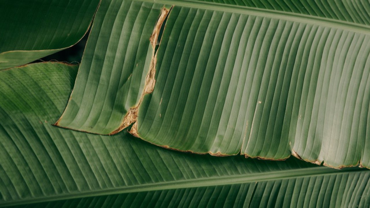 Ilustrasi daun pisang.