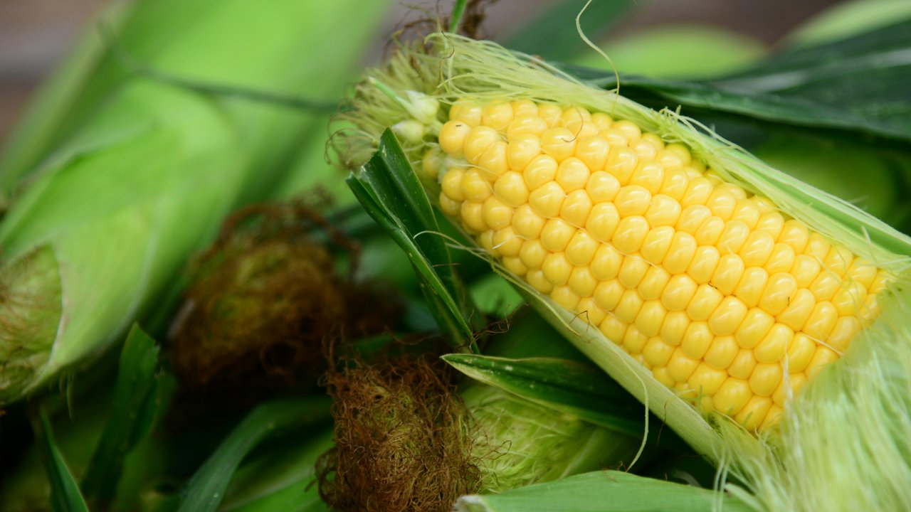 Ilustrasi jagung.