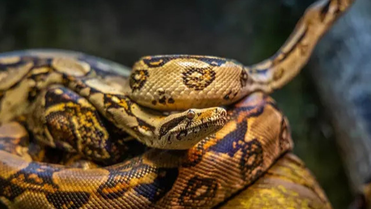 Ular Terbesar di Dunia (Sumber: Pixabay)