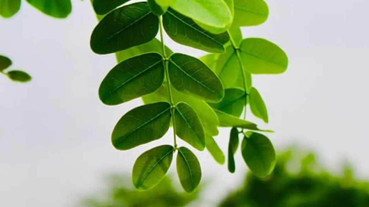 Daun Katuk