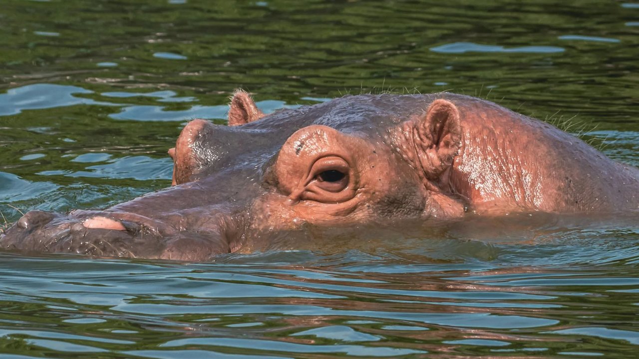 Moo Deng: Bintang Viral Baru di Internet, Siapa Dia?