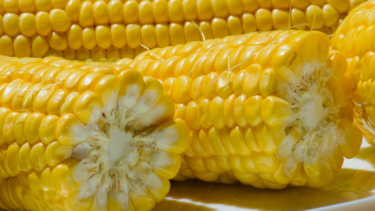 Ilustrasi jagung keriput.