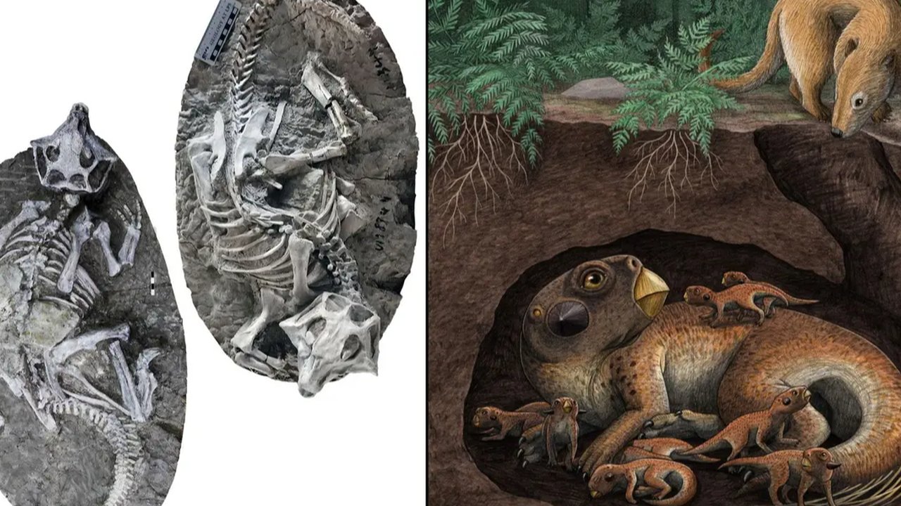 fosil dinosaurus