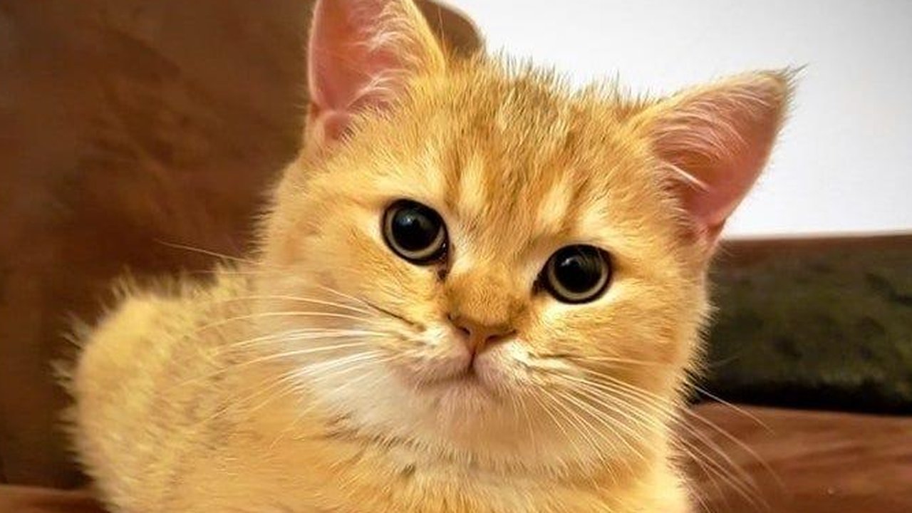 Ilustrasi Kucing Moggy