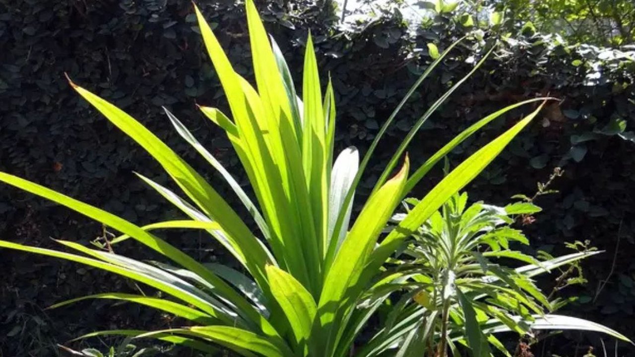 Manfaat Daun Pandan Untuk Kesehatan (Sumber: Pixabay)