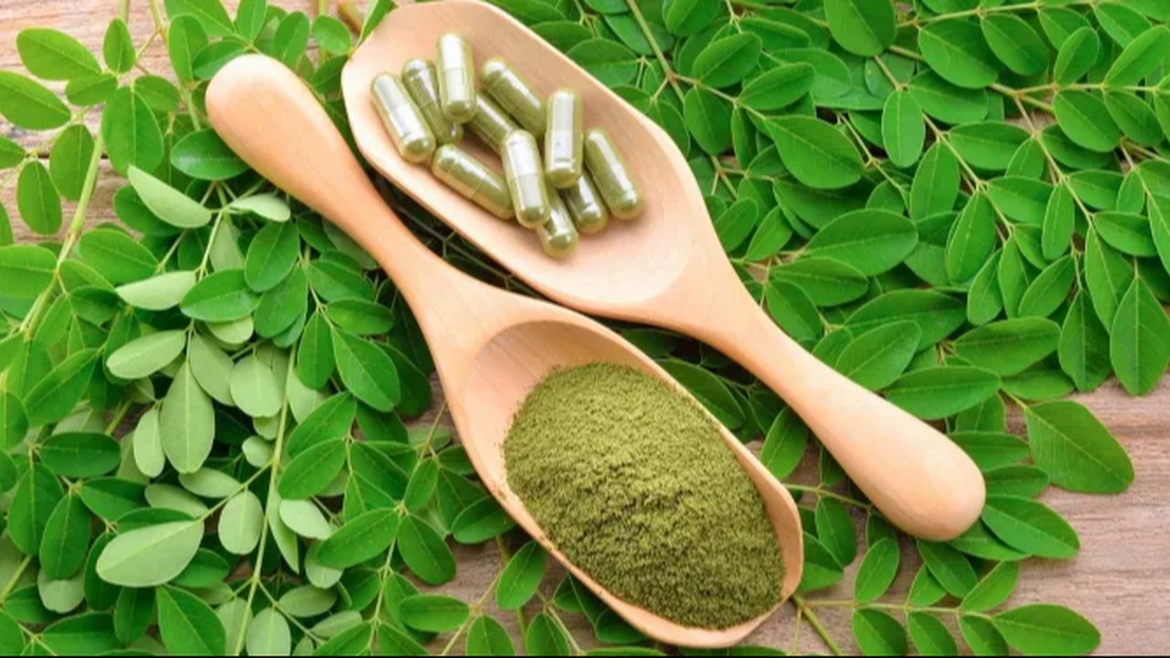 Ilustrasi daun kelor.