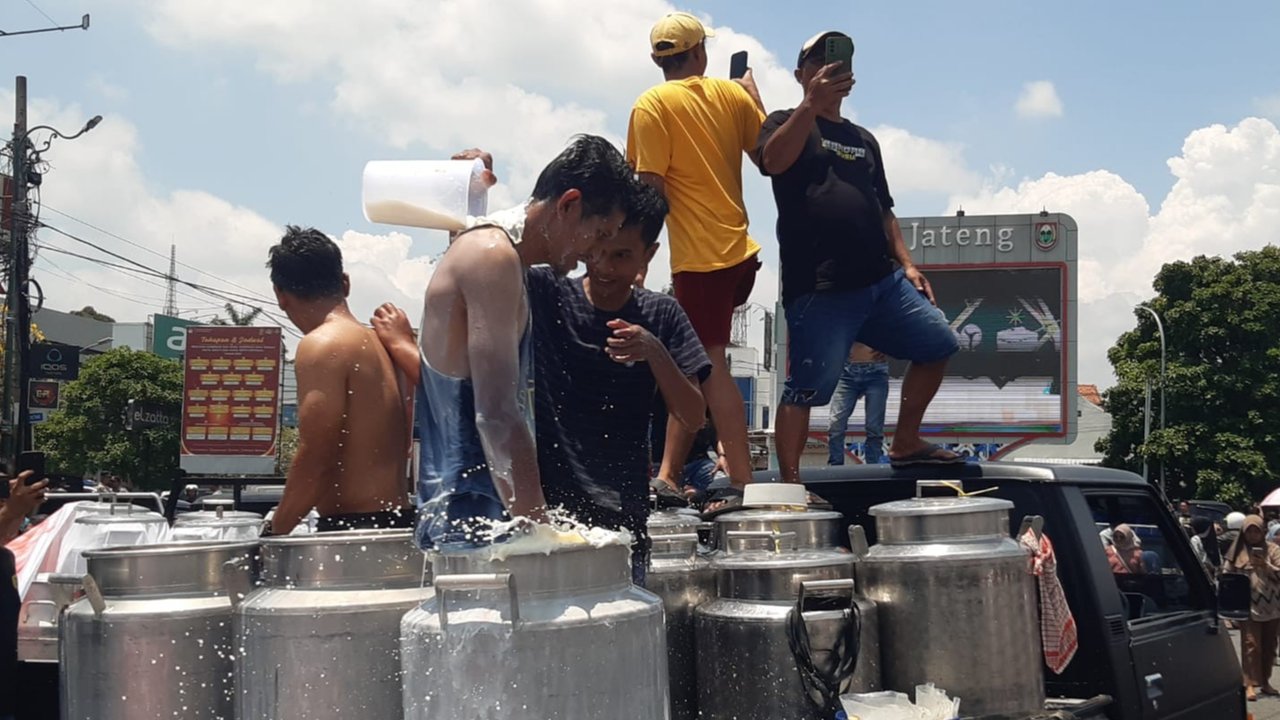Peternak Sapi Perah Boyolali Gelar Aksi Buang dan Mandi 50 Ton Susu